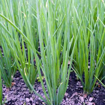 四季播蔬菜种子套餐（小葱芹菜小白菜生菜）阳台种菜种子