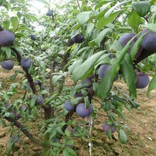 北京大型果树苗圃常年销售果树樱桃树葡萄树海棠树占地树