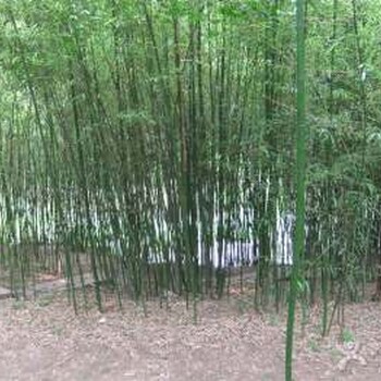 北京竹子销售基地常年批发销售各种庭院竹子绿化竹子