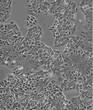 FHC贴壁形式细胞株技术硬图片