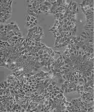 CT-26.WT贴壁培养细胞株优惠大图片