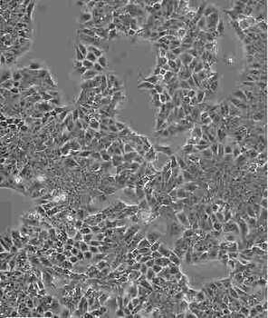 HCC1937传代形式细胞株哪提供