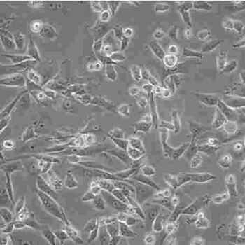 RenCa贴壁形式细胞株技术硬
