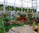 花卉展销大厅温室大棚工程建设厂家就在山东鲁源公司图片