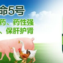 肉鸡吃什么长得快肉鸡催肥药肉禽催肥增重王图片