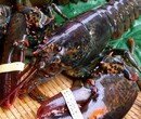 深圳港龙虾进口注意事项图片