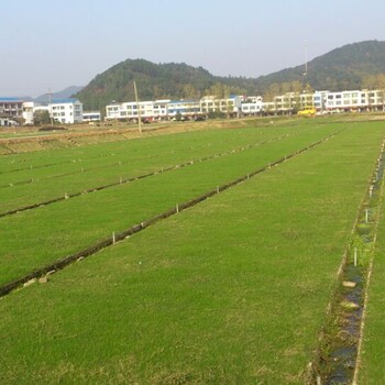 貴陽草皮基地，草皮價格8元
