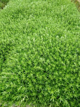 長沙屋頂草價格，佛甲草價格多少錢一斤？