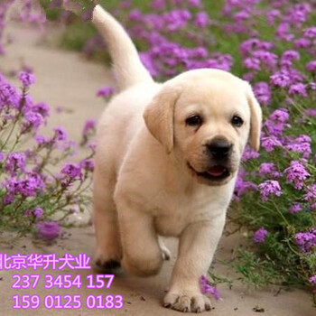 北京拉布拉多价格拉布拉多幼犬出售北京京诺犬舍