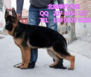 北京德牧犬多少钱一只纯种锤系德牧德国黑背三个月可包退换图片