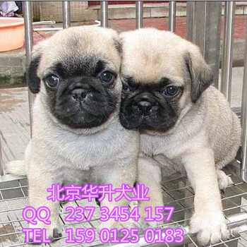 北京巴哥犬价格三个月巴哥幼犬多少钱北京华升犬业