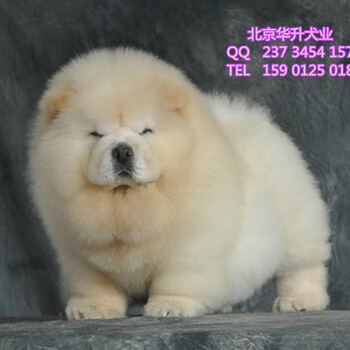 北京哪里卖纯种松狮幼犬肉嘴松狮北京华升犬业