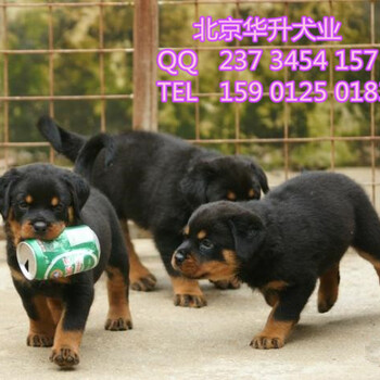北京哪里有卖罗威纳防暴犬罗威纳多少钱纯种罗威纳犬出售