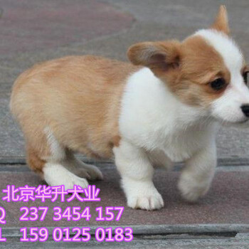 北京哪里有卖三色柯基犬的纯种柯基犬多少钱一只