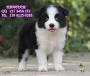 北京边境牧羊犬幼犬出售、多只可选、纯种健康打疫苗图片