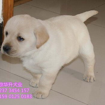 北京哪卖纯种拉布拉多犬赛级拉布拉多购买三重保障