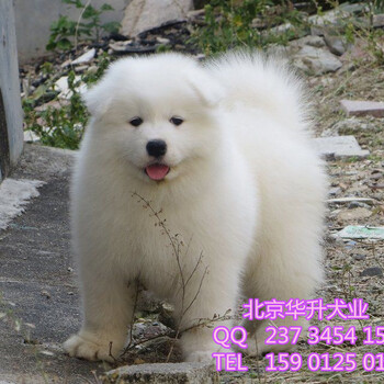 北京哪卖纯种萨摩耶幼犬澳版萨摩耶犬北京华升犬业