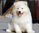 纯种萨摩耶法系萨摩耶澳版萨摩耶北京华升犬业图片