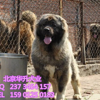 北京哪卖纯种高加索犬高加索幼犬多少钱一只