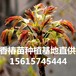 香椿苗出售香椿苗种植基地出售香椿芽苗出售