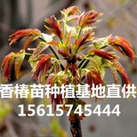 香椿苗出售香椿苗种植基地出售香椿芽苗出售图片0