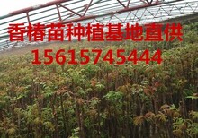 香椿苗出售香椿苗种植基地出售香椿芽苗出售图片1