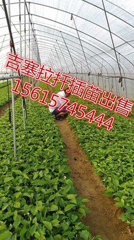 2017當年吉塞拉苗》吉塞拉17年5月小苗》吉塞拉扦插苗出售