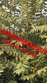 香椿苗基地156香椿樹(shù)苗價(jià)格信息157大棚香椿苗出售45444