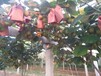 陕西眉县猕猴桃自产自销