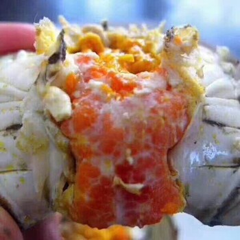 固城湖大閘蟹出售