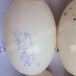 鳄鱼蛋接受预定中人工养殖鳄鱼暹罗鳄尼罗鳄蛋