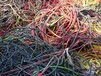 容城县工程剩余电线电缆回收价格容城县铝电缆线回收