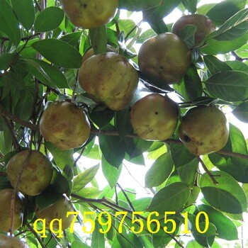 紅花大油茶樹苗價格廣西大紅花油茶苗批發(fā)紅花油茶原產(chǎn)地