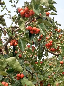 供应苹果苗，山西运城苹果苗，苹果苗批发价