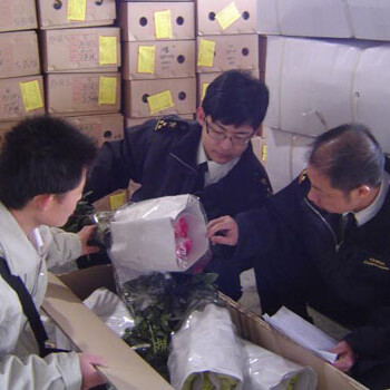 如何进口鲜花/广州机场鲜花进口报关操作手续和所需资料