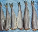 挪威鳕鱼进口报关到深圳的程序