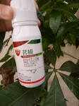 黄瓜白粉虱特效药/西红柿白粉虱特效药/茄子白粉虱特效药，尚采茗捕