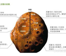 陨石的鉴定方法以及2017年陨石多少钱一克？