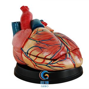 新型心脏解剖放大模型
