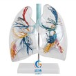 透明肺段模型