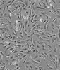 SJSA-1传代培养细胞株代次低