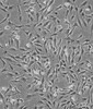 hFOB1.19传代培养细胞株代次低
