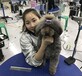 上海宠物开店宠物美容培训