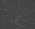 Tb1Lu傳代培養細胞株代次低