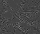 Neuro-2a贴壁培养细胞株优惠大