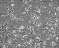 L1210贴壁形式细胞株技术硬图片1