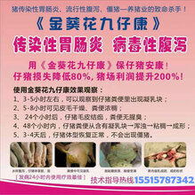 产床仔猪:传染性胃肠炎,流行性腹泻等病毒性腹泻就选:金葵花-九仔康图片