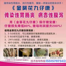 小猪病毒腹泻,轮状病毒,传染性腹泻就用金葵花九仔康不伤猪图片