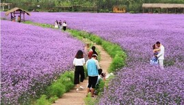 代写泸定县节能评估报告我这里好图片2