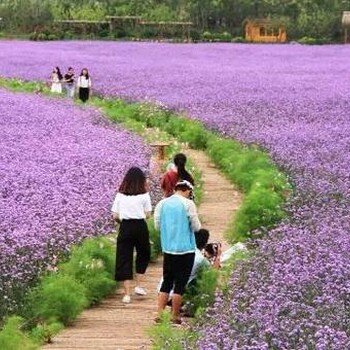 正规撰写依安县可研报告我这里好